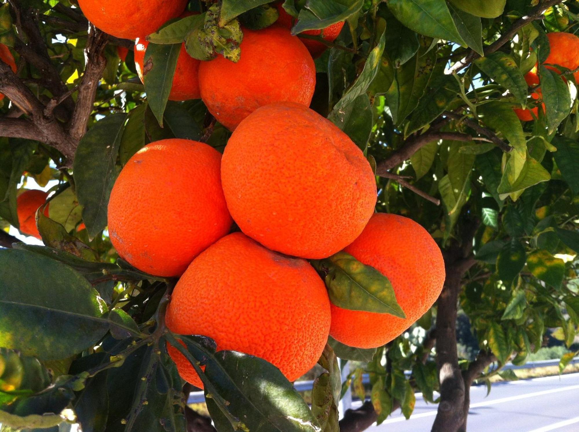 לינה וארוחת בוקר טראפיטלו Il Giardino Segreto חדר תמונה