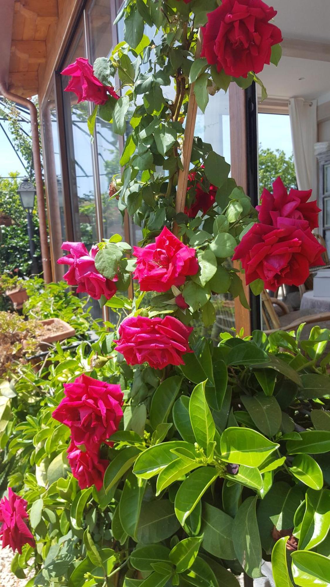 לינה וארוחת בוקר טראפיטלו Il Giardino Segreto מראה חיצוני תמונה