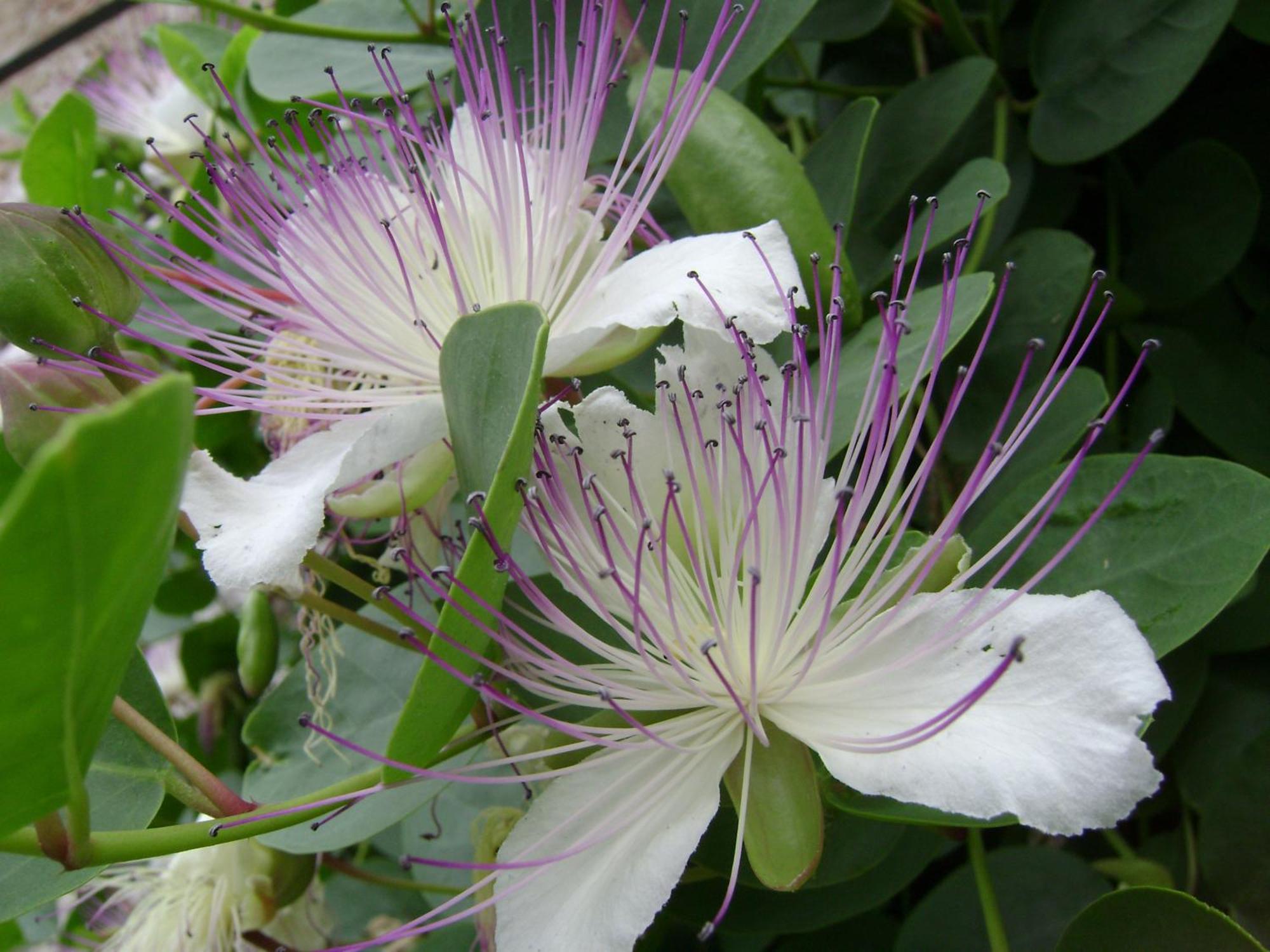 לינה וארוחת בוקר טראפיטלו Il Giardino Segreto מראה חיצוני תמונה